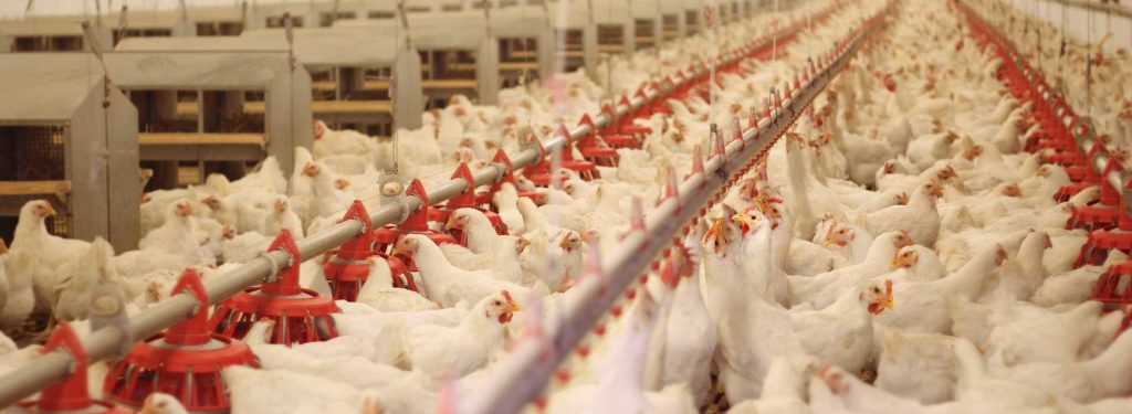 راهنمای مصرف دان مرغ گوشتی