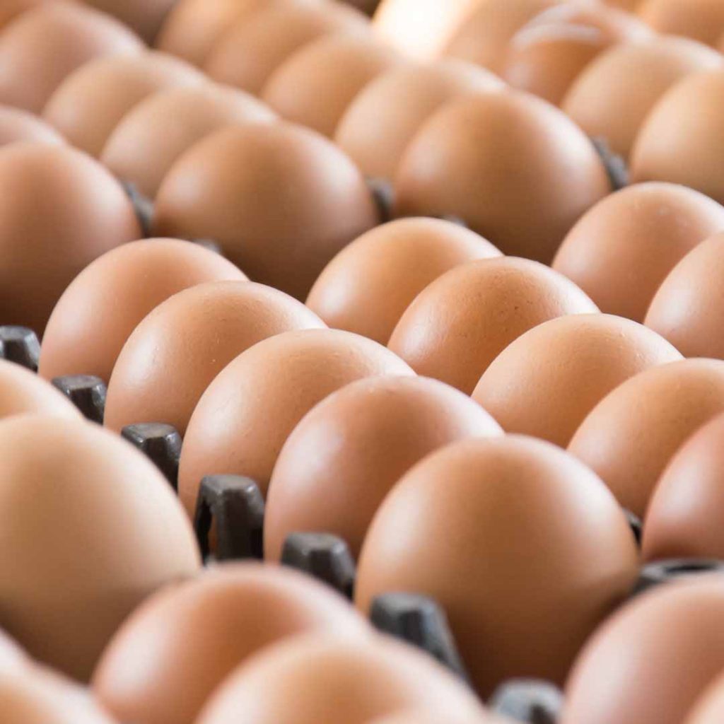 تخم مرغ نطفه‌دار نوین جوجه سبلان