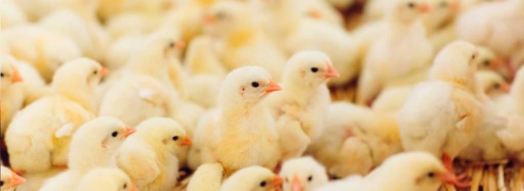 جوجه گوشتی آربوراکرز پلاس؛ راهنمای جامع پرورش، مدیریت و دستیابی به حداکثر عملکرد