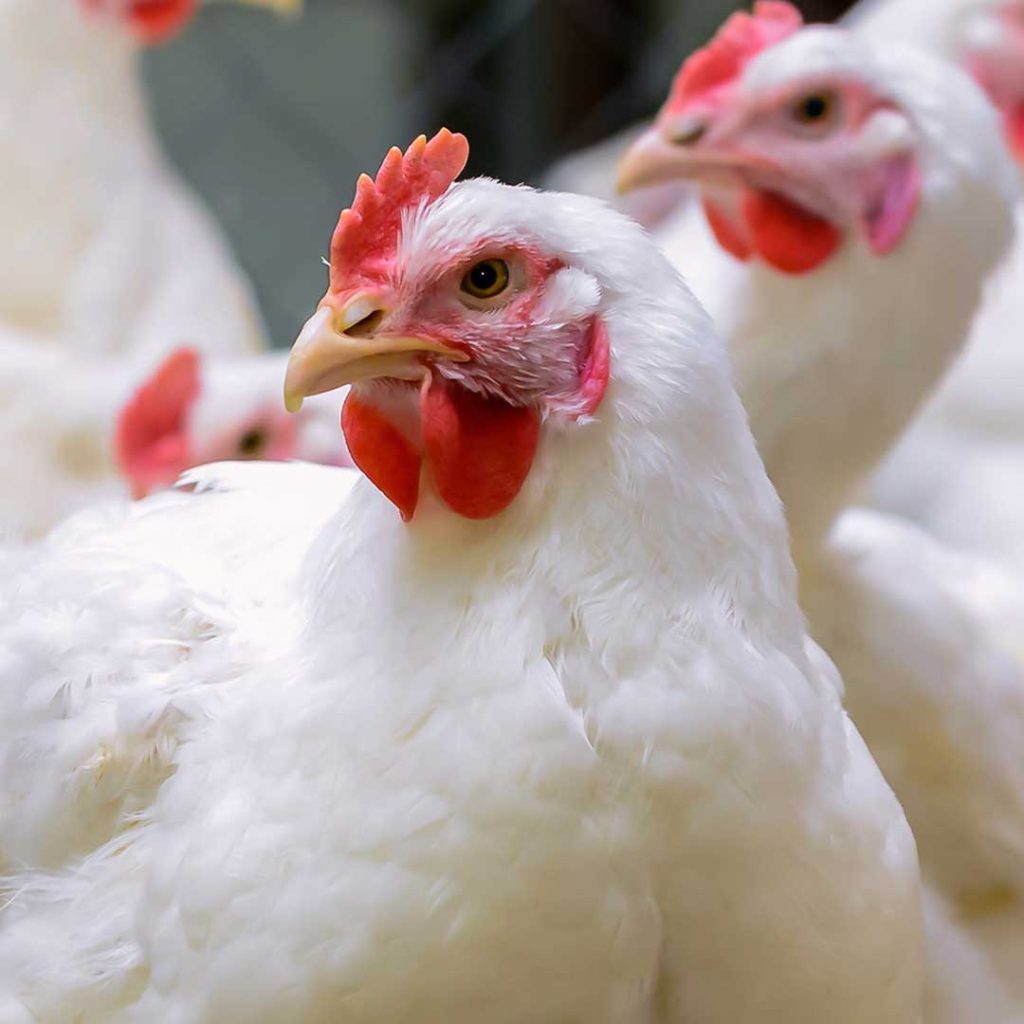 مرغ گوشتی زنده نوین جوجه سبلان